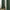 Rideau Vert Sapin Occultant